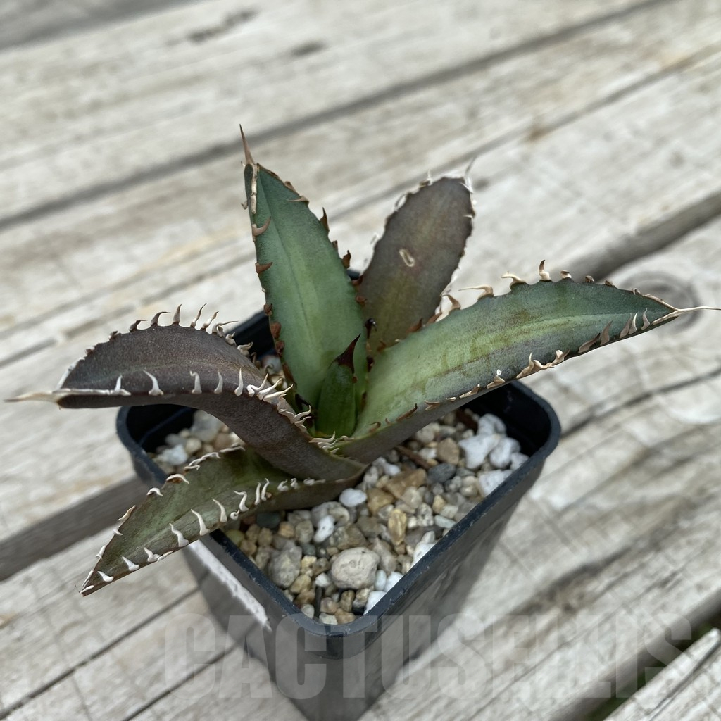 SH17816 Agave titanota ‘Red Catweazle’ - Image 2