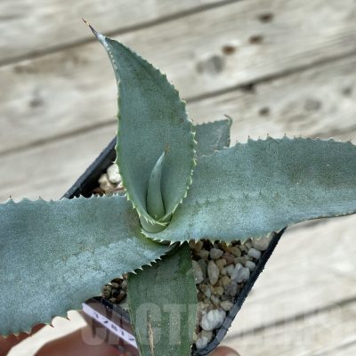 SH17817 Agave gypsophila ‘Curly’