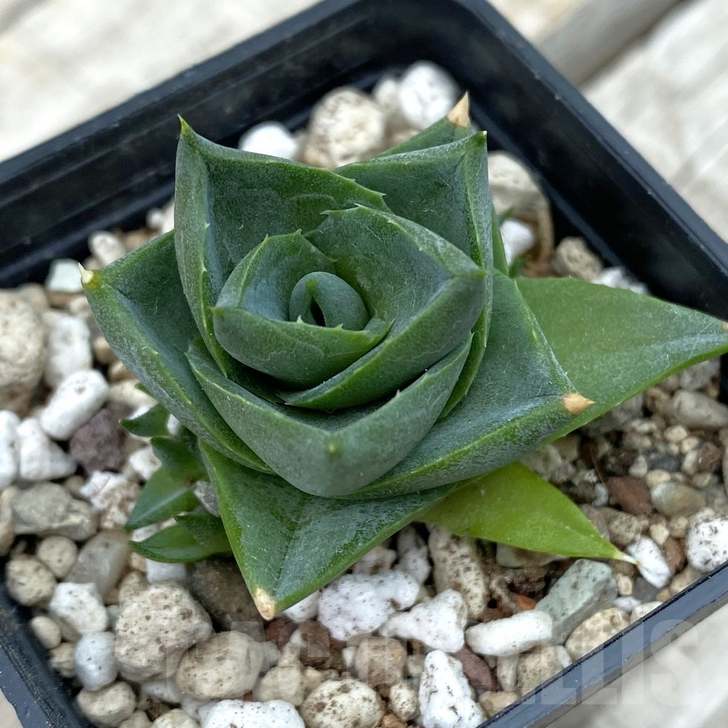 SH17806 Agave pixie