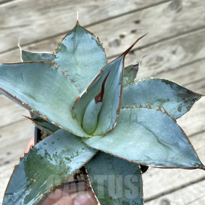SH17822 Agave titanota ‘White ice’