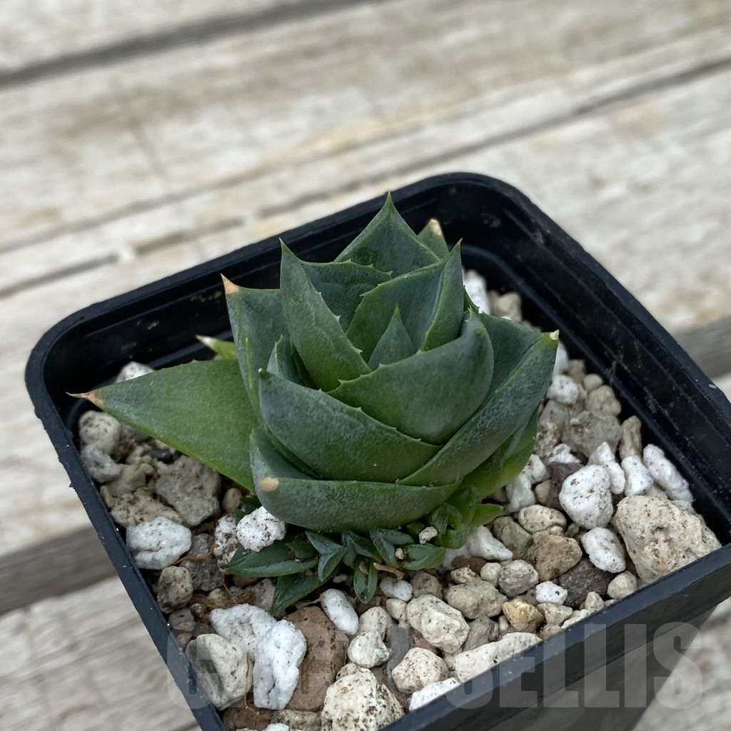 SH17806 Agave pixie - Image 2