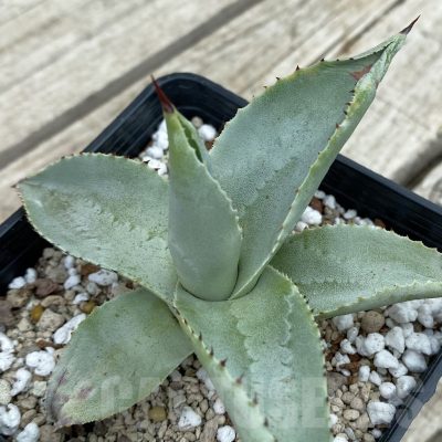 SH17825 Agave pygmaea ‘Dragon Toes’
