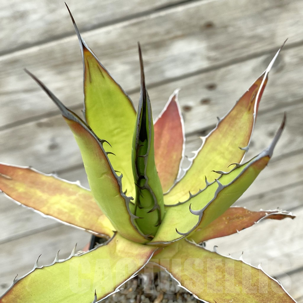 SH17829 Agave horrida ssp. horrida