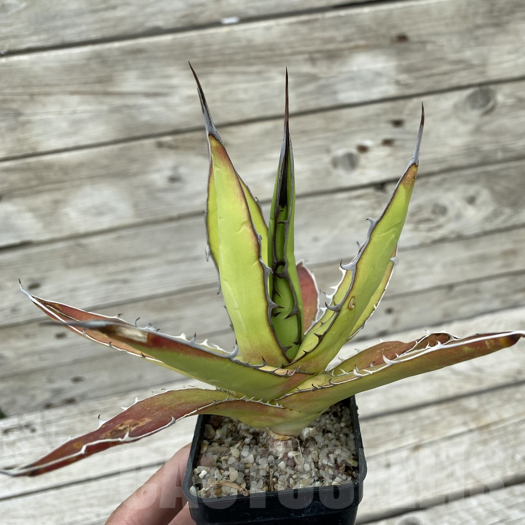 SH17829 Agave horrida ssp. horrida - Image 2