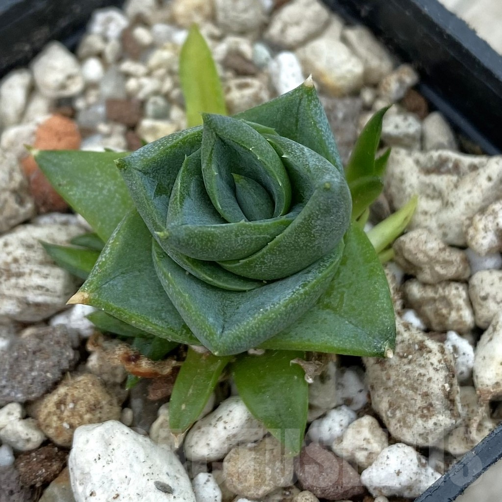 SH17807 Agave pixie