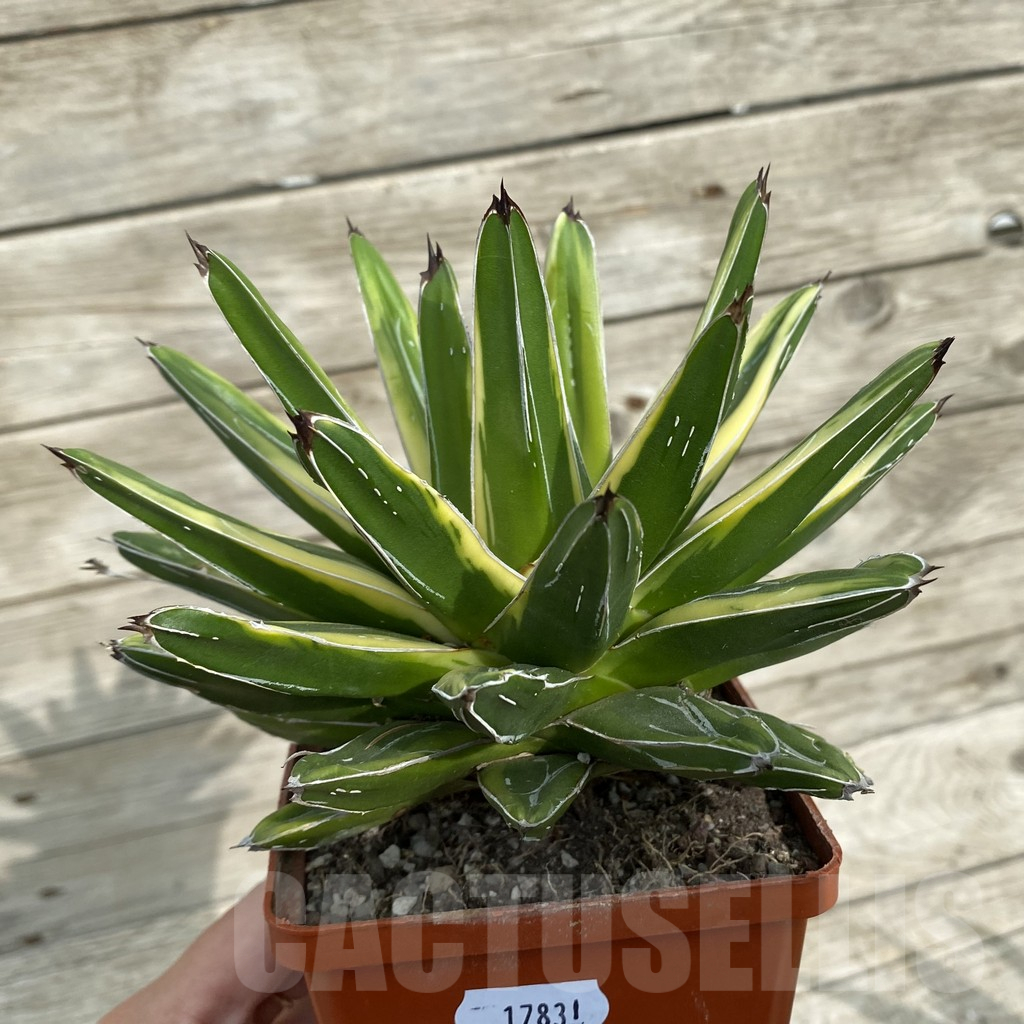 SH17831 Agave victoriae-reginae f. variegata - Image 2