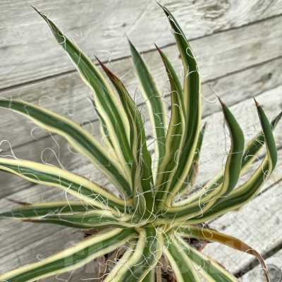 SH17832 Agave filifera f. compacta marginata