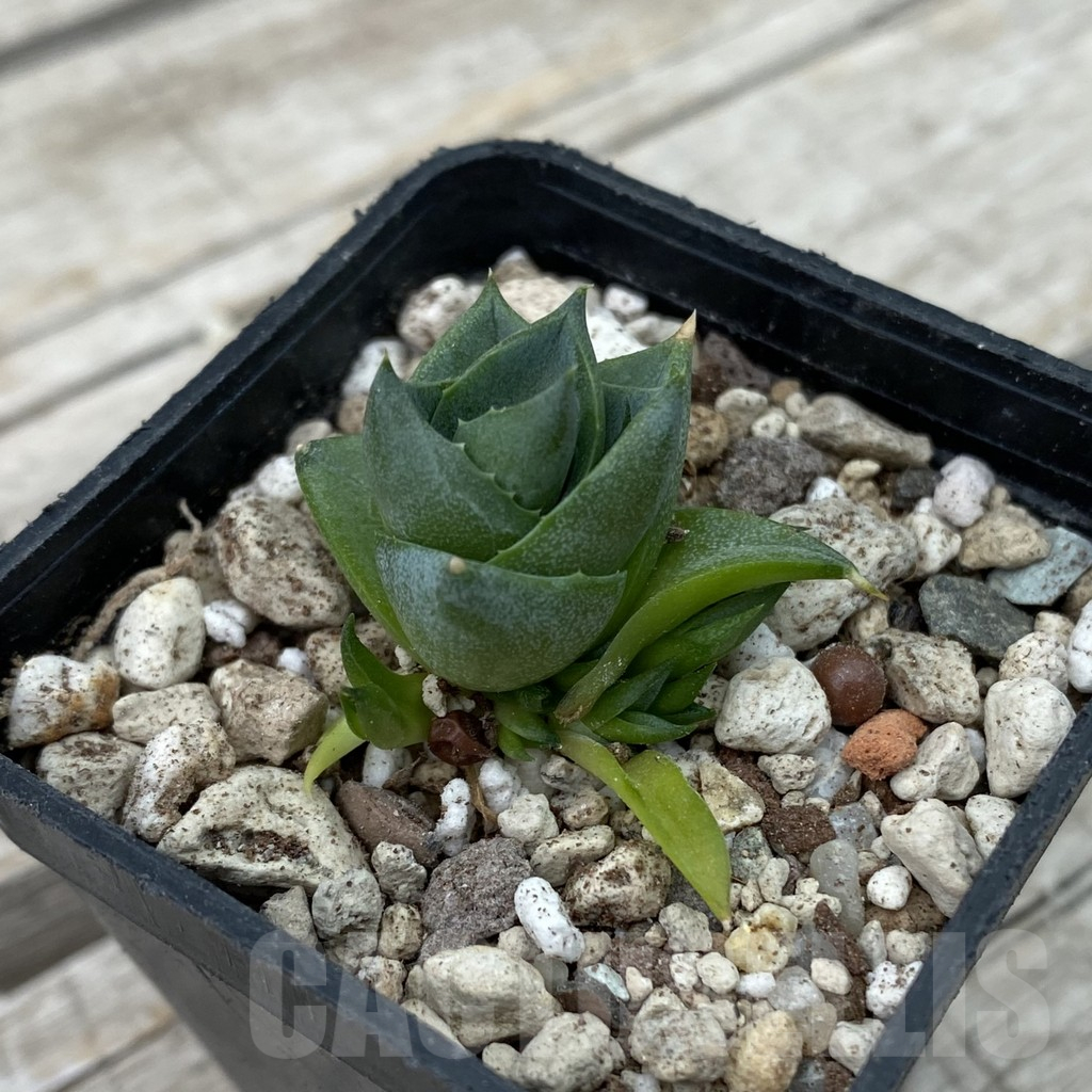 SH17807 Agave pixie - Image 2