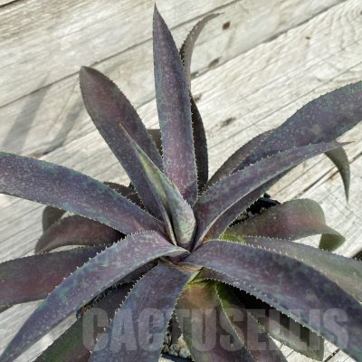 SH17835 Mangave ‘Blazing Saddles’