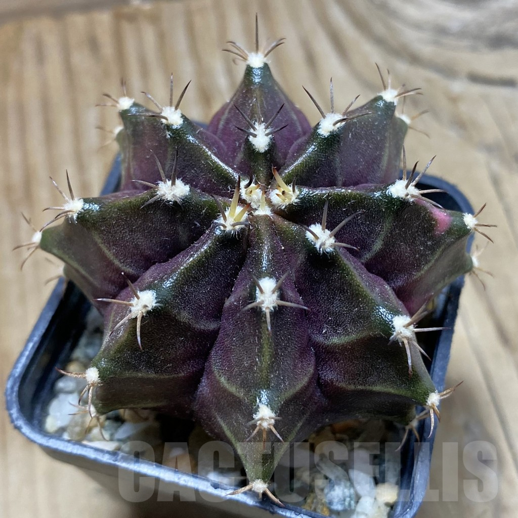 SH17987 Gymnocalycium mihanovichii ‘Black Widow’, seedling