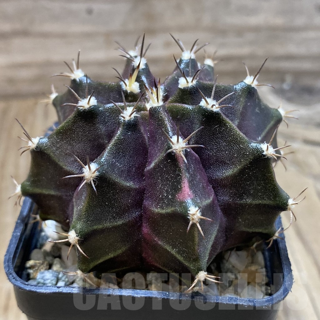 SH17987 Gymnocalycium mihanovichii ‘Black Widow’, seedling - Image 2