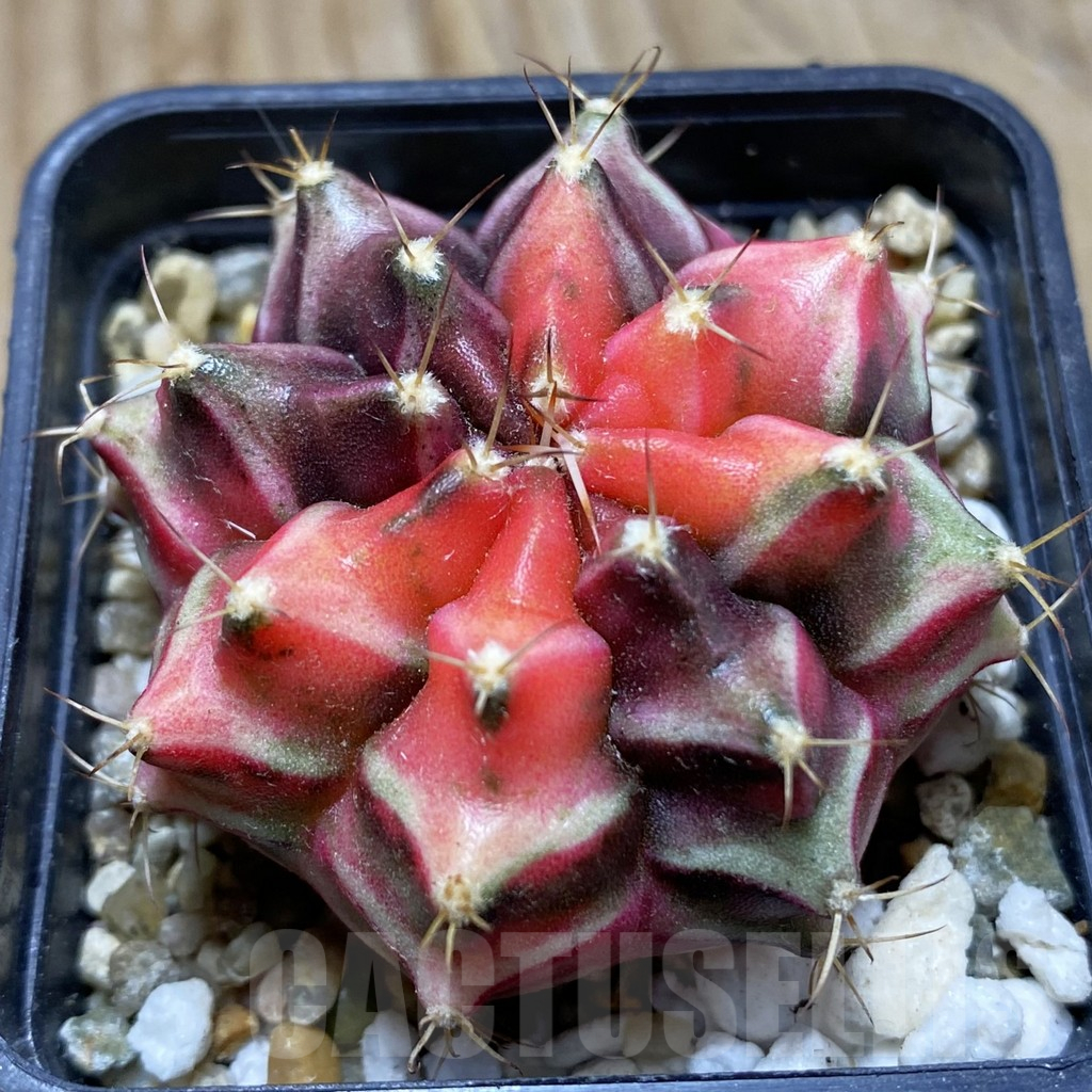 SH18005 Gymnocalycium mihanovichii f. variegata, seedling