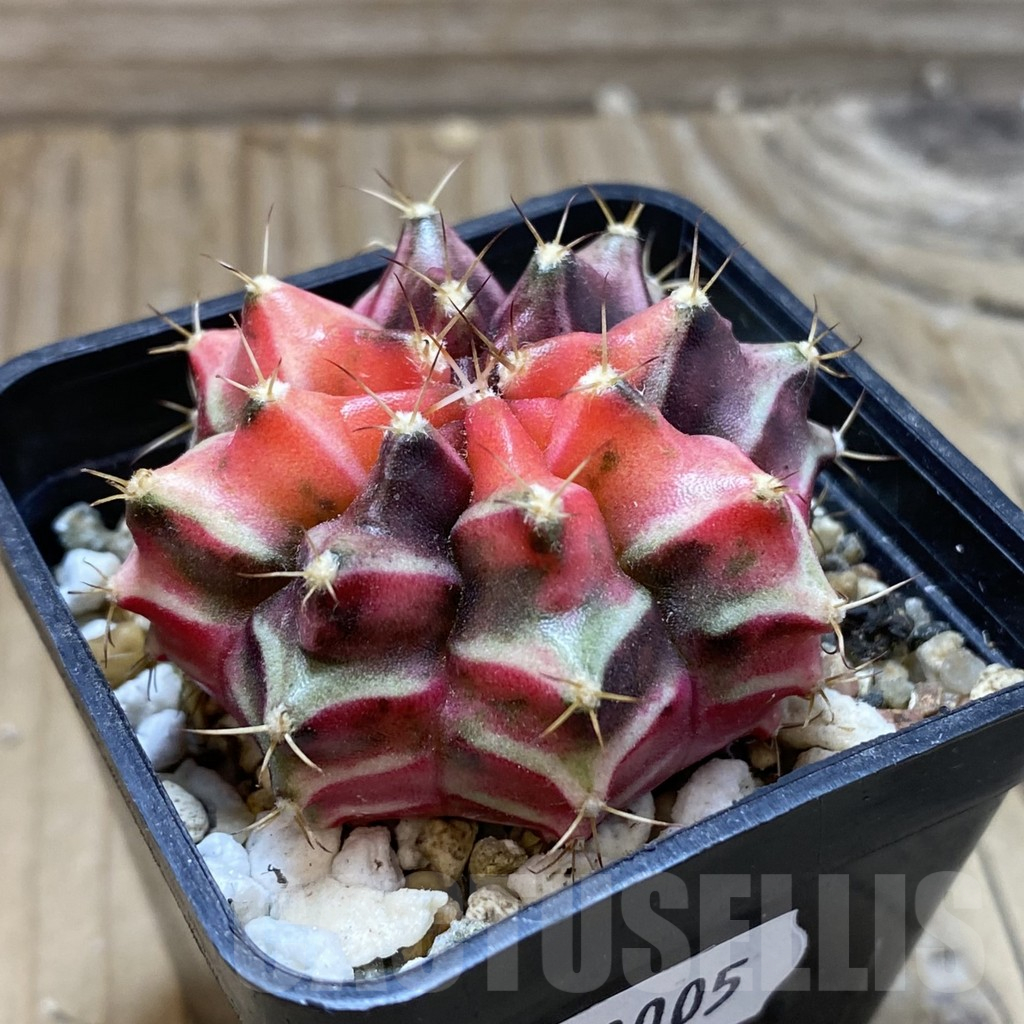 SH18005 Gymnocalycium mihanovichii f. variegata, seedling - Image 2