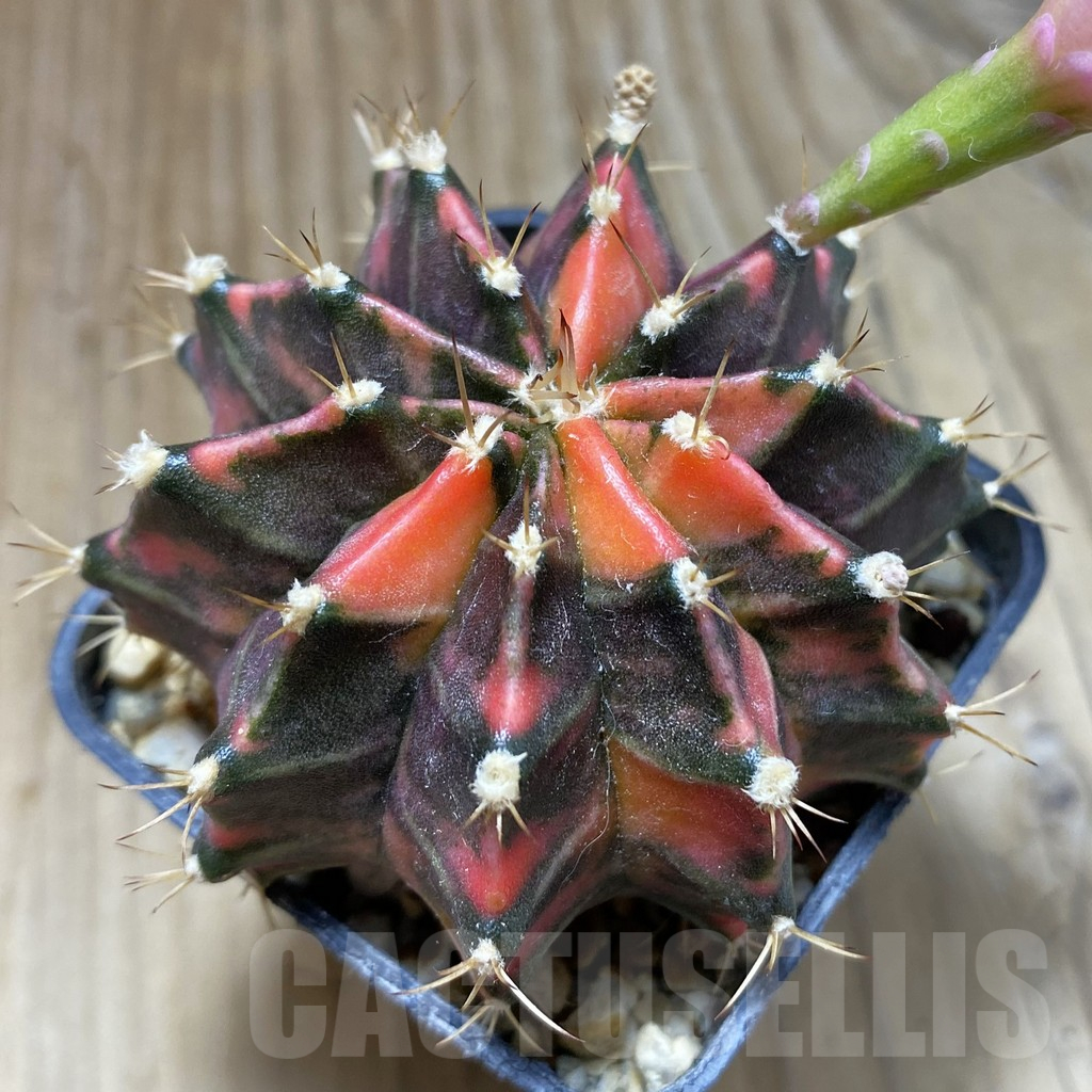SH18014 Gymnocalycium mihanovichii f. variegata, seedling