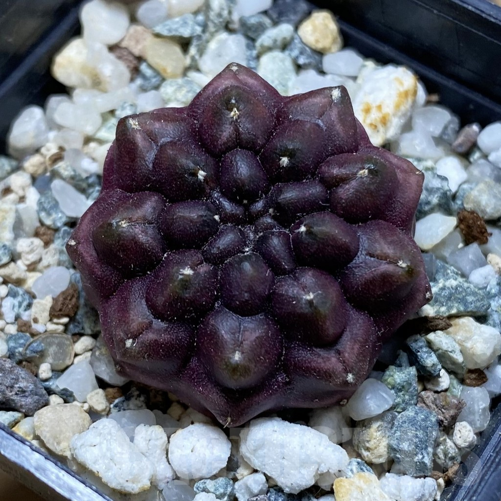 SH18017 Gymnocalycium mihanovichii 'Day Dream'