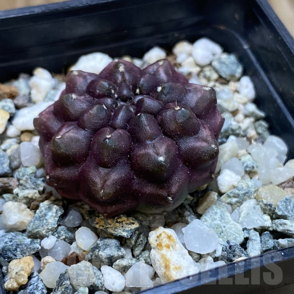 SH18017 Gymnocalycium mihanovichii 'Day Dream' - Image 2