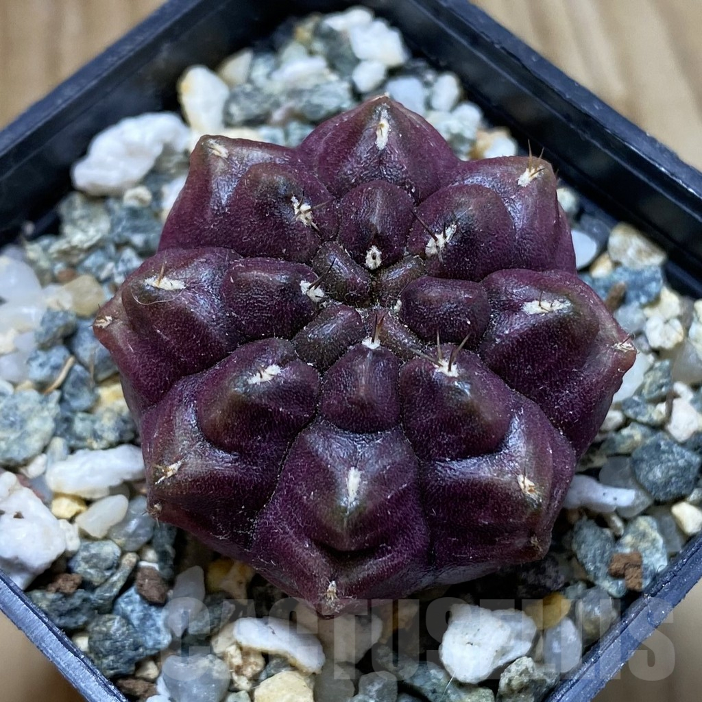 SH18018 Gymnocalycium mihanovichii 'Day Dream'