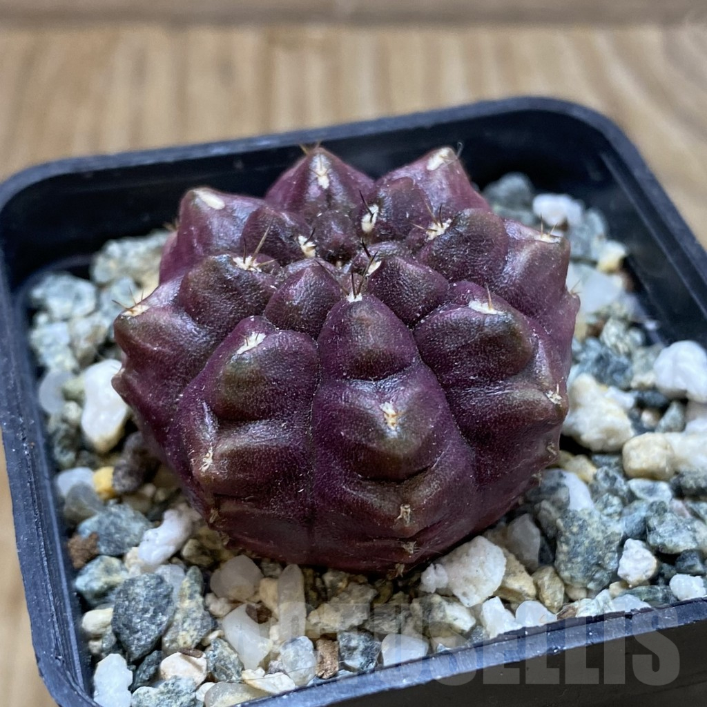 SH18018 Gymnocalycium mihanovichii 'Day Dream' - Image 2