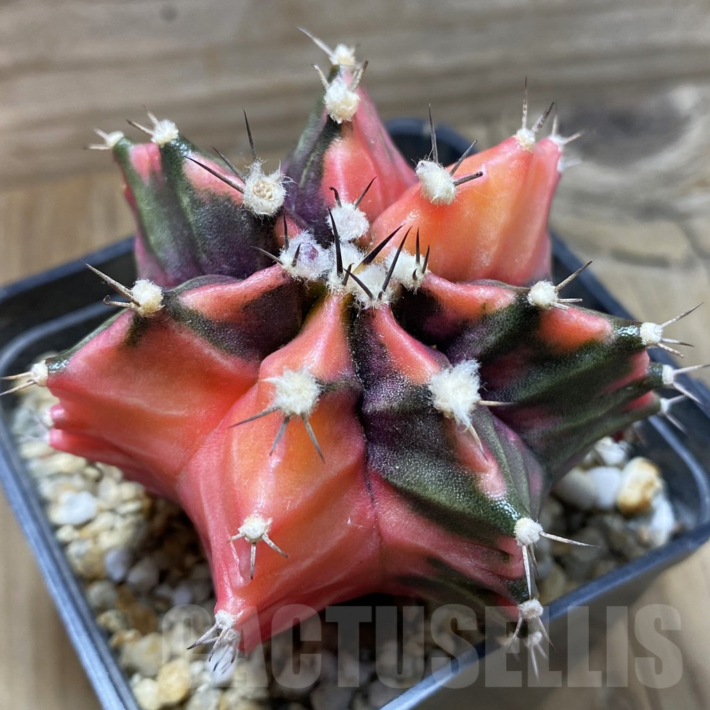 SH17963 Gymnocalycium mihanovichii f. variegata, seedling