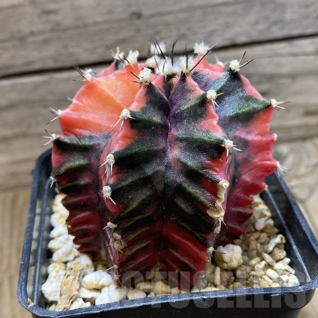 SH17963 Gymnocalycium mihanovichii f. variegata, seedling - Image 2