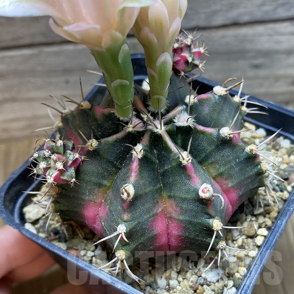 SH17966 Gymnocalycium mihanovichii 'Bubble Gum'