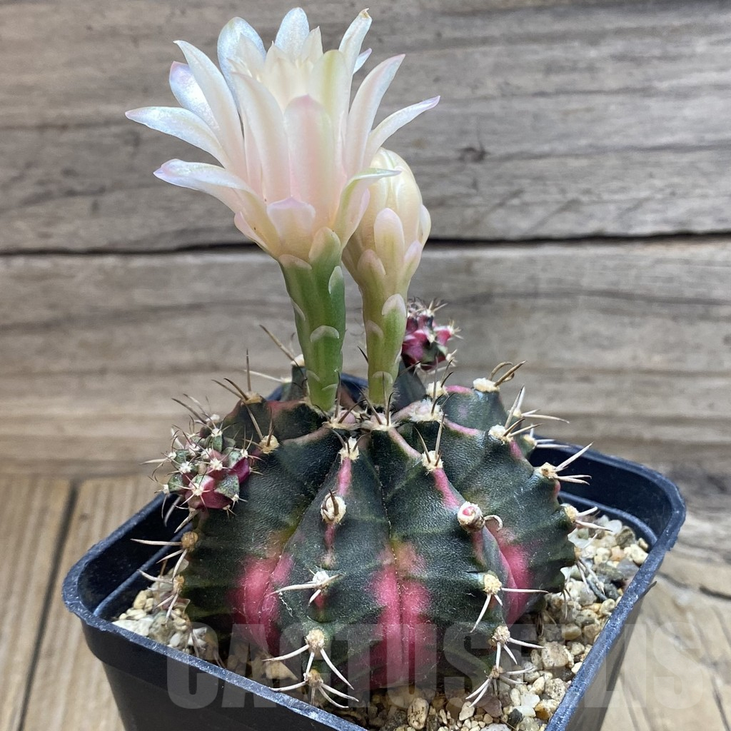 SH17966 Gymnocalycium mihanovichii 'Bubble Gum' - Image 2