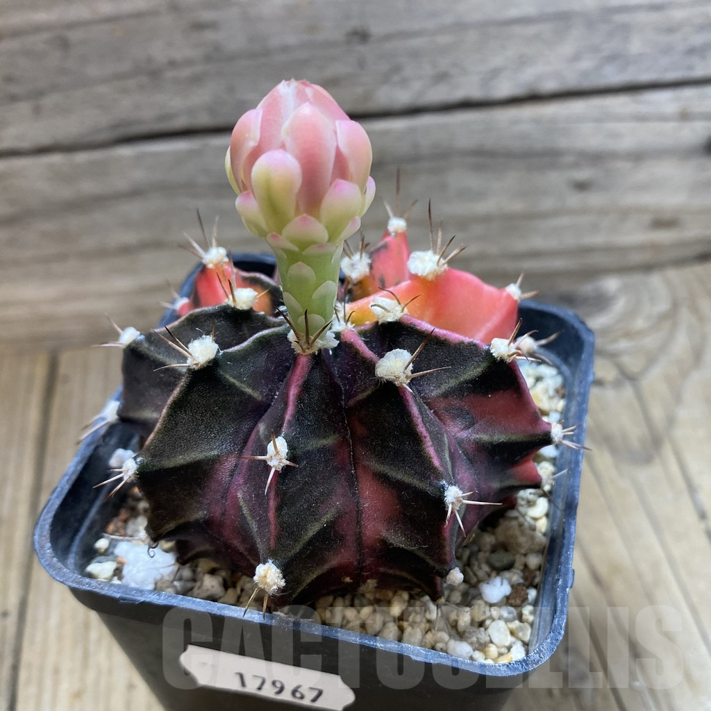 SH17967 Gymnocalycium mihanovichii f. variegata - Image 2
