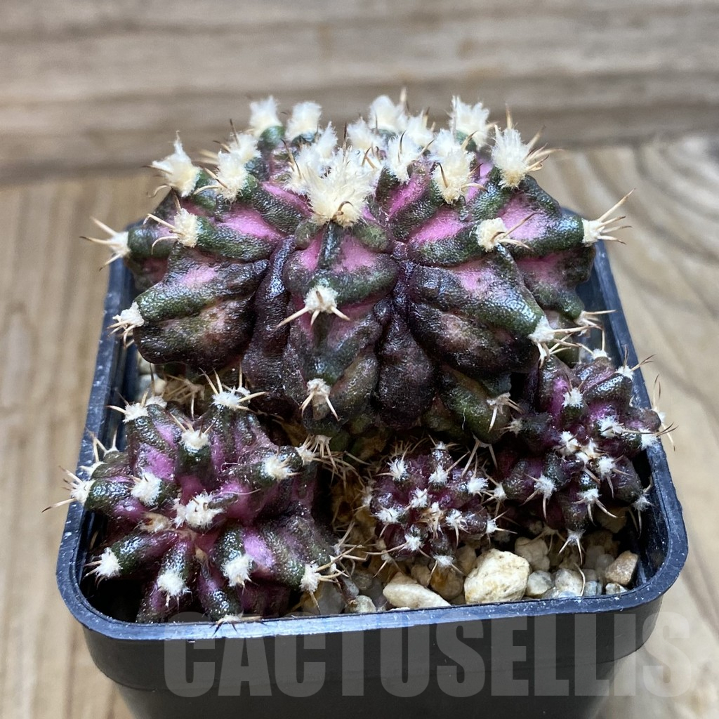 SH17973 Gymnocalycium mihanovichii 'T-Rex', seedling - Image 2