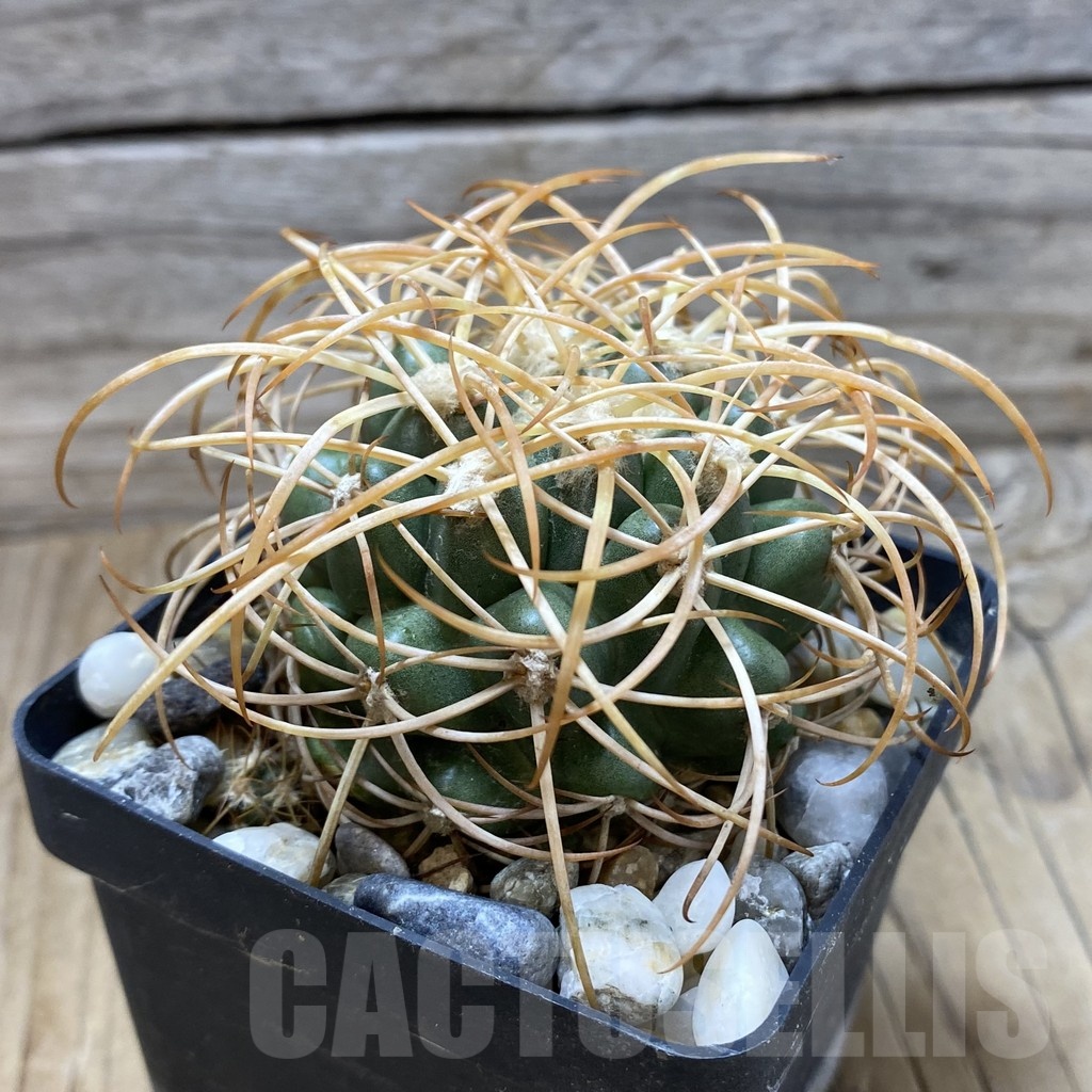 SH18123 Discocactus zehntneri ssp. mirohalfarii MH 911, own roots - Image 2