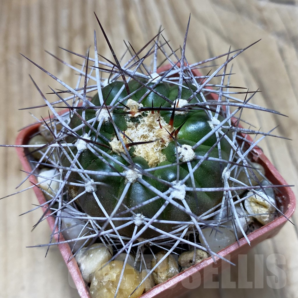 SH18092 Discocactus lindaianus , own roots