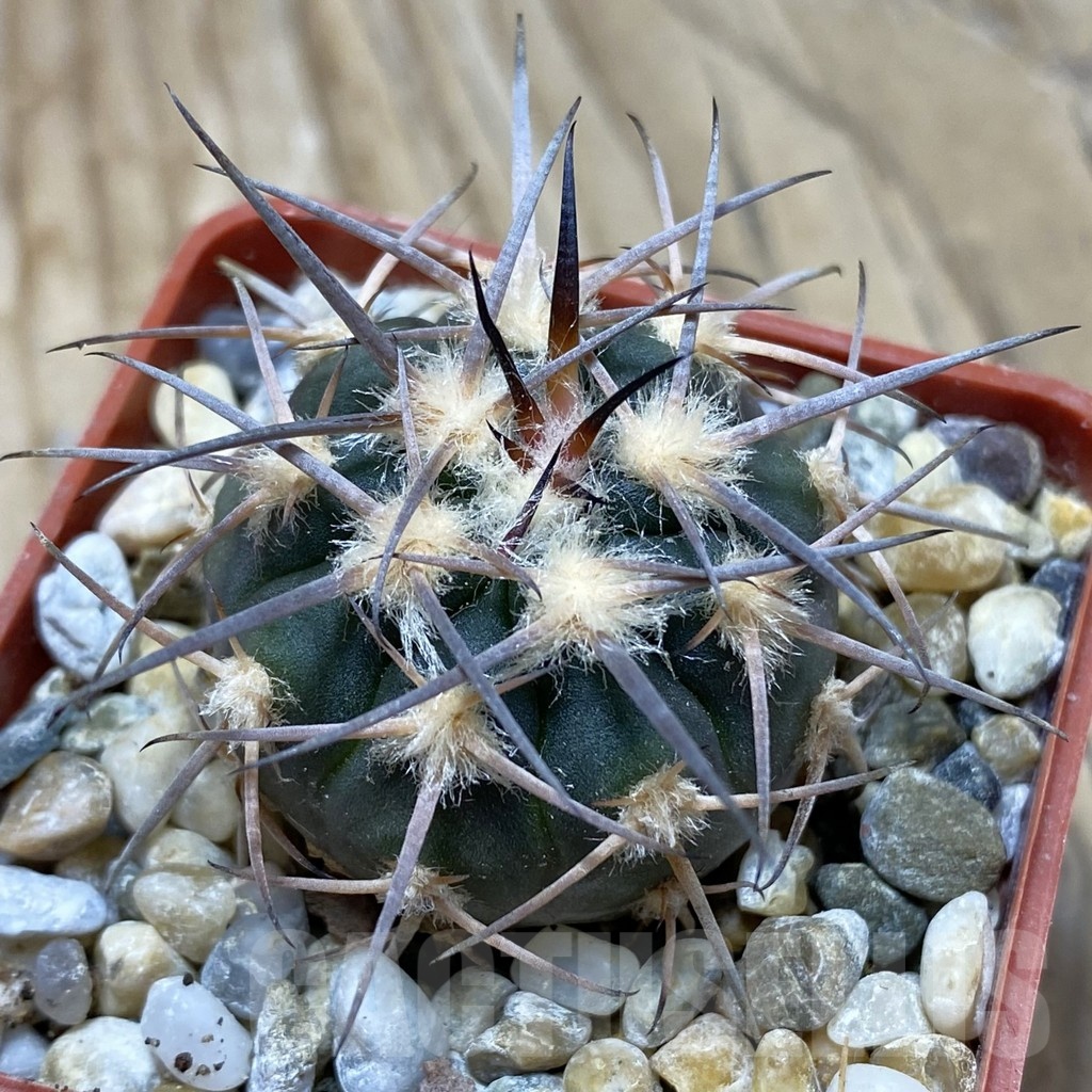 SH18127 Gymnocalycium spegazzinii JMT 480