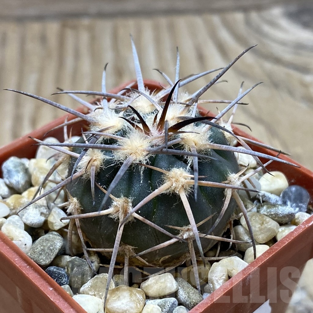 SH18127 Gymnocalycium spegazzinii JMT 480 - Image 2