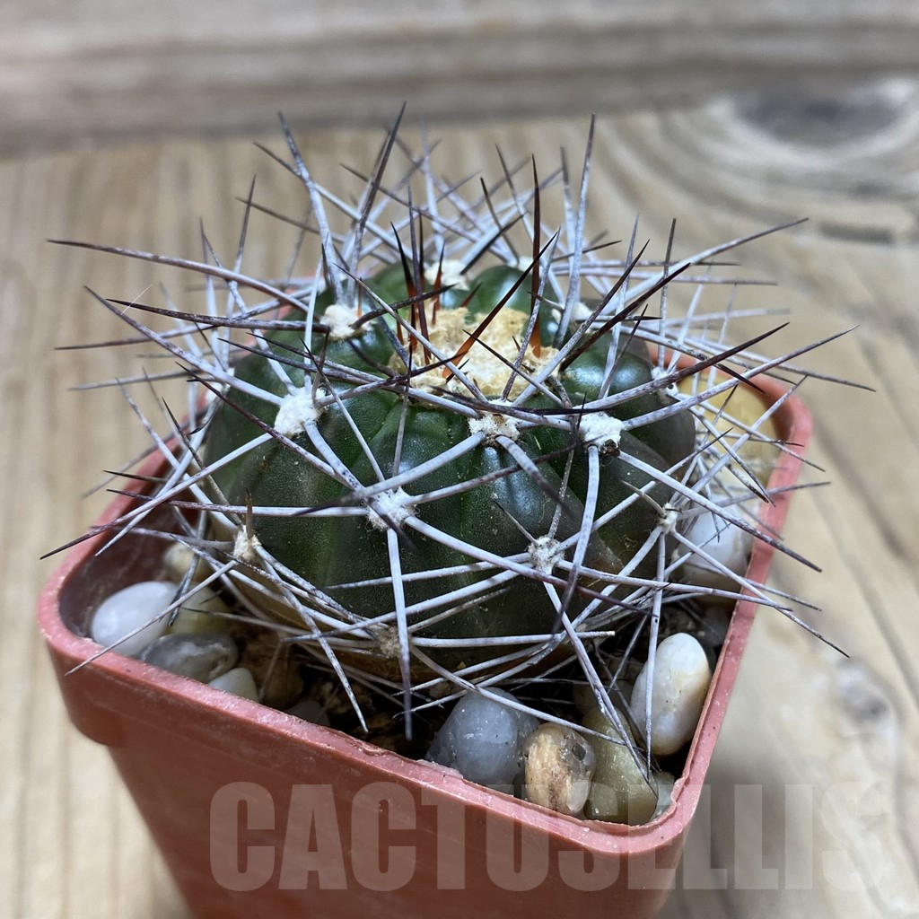 SH18092 Discocactus lindaianus , own roots - Image 2