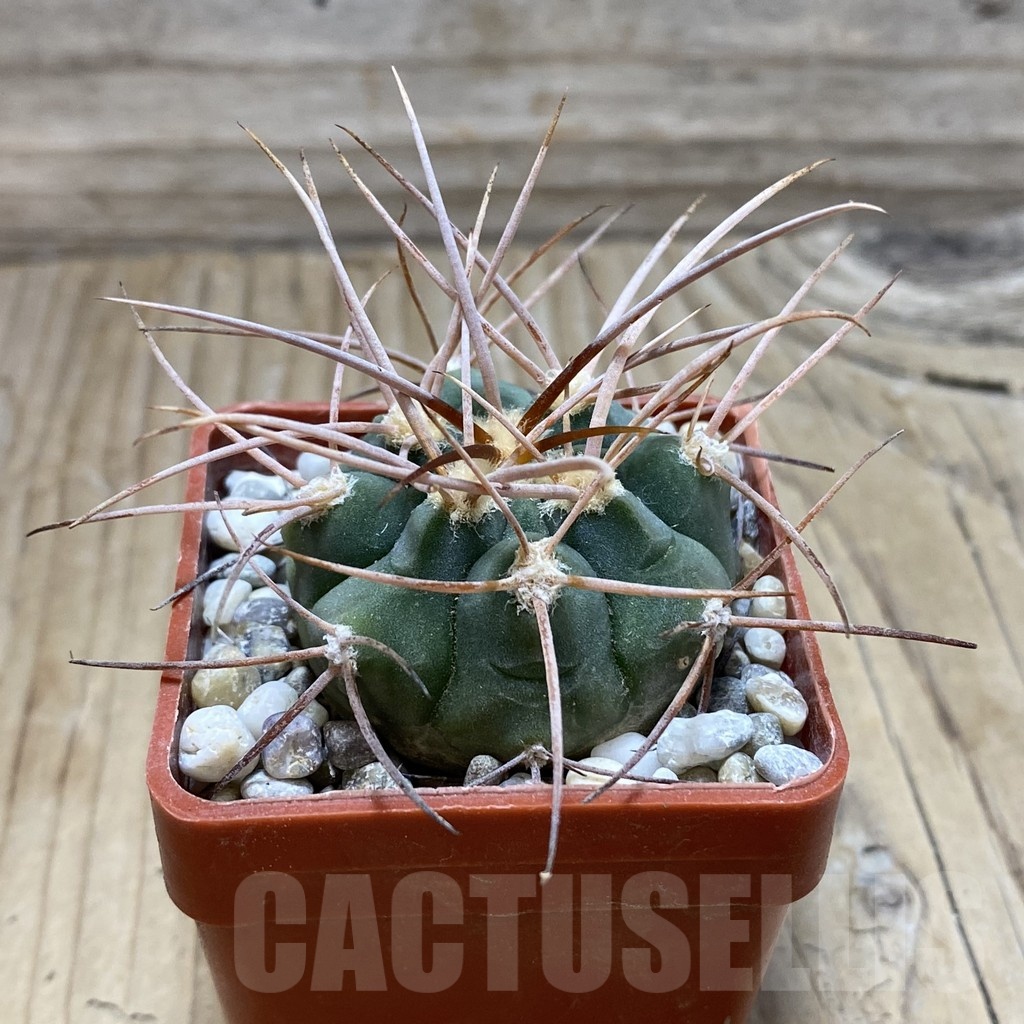 SH18133 Gymnocalycium hossei JL 12 - Image 2