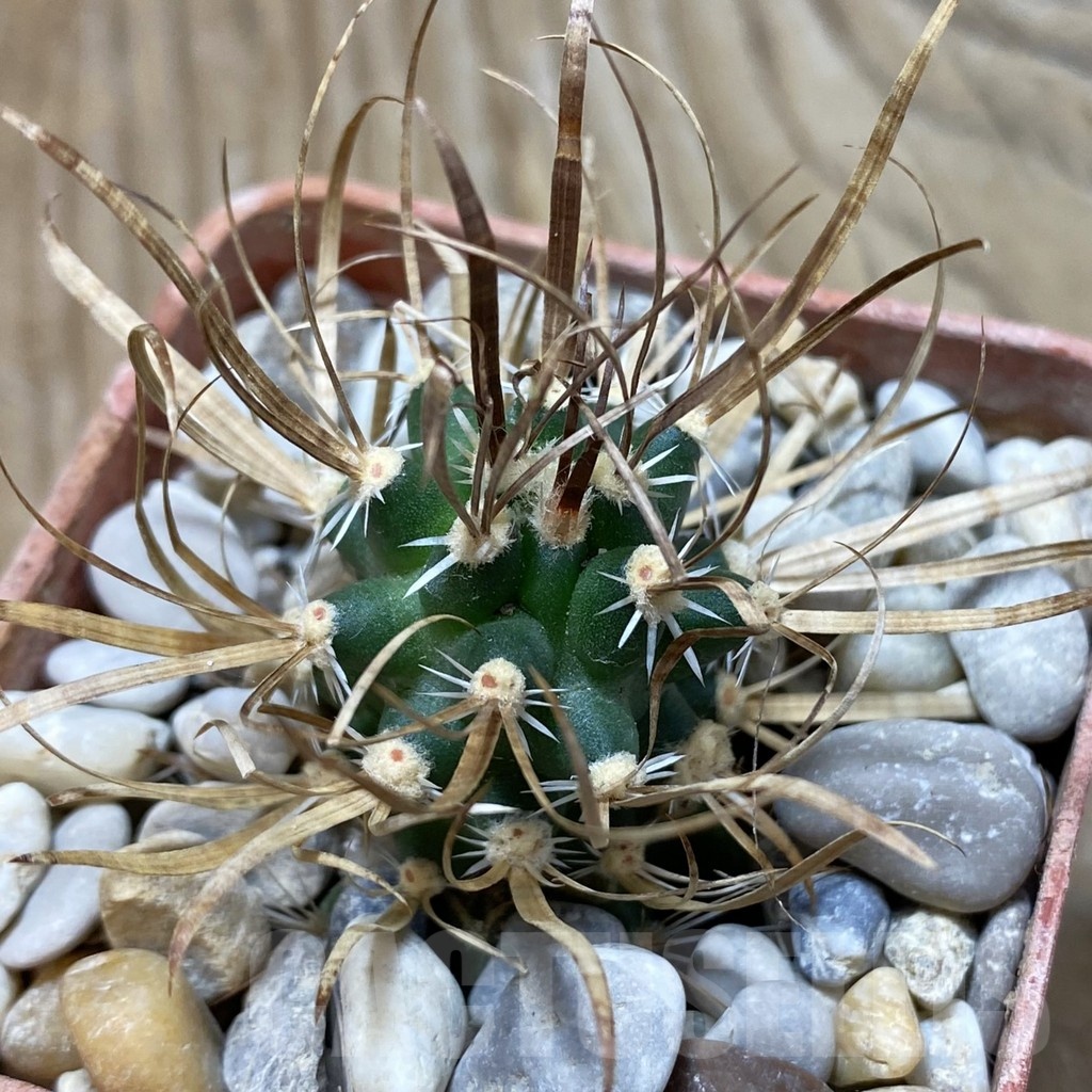 SH18141 Toumeya papyracantha PJR 544, grafted