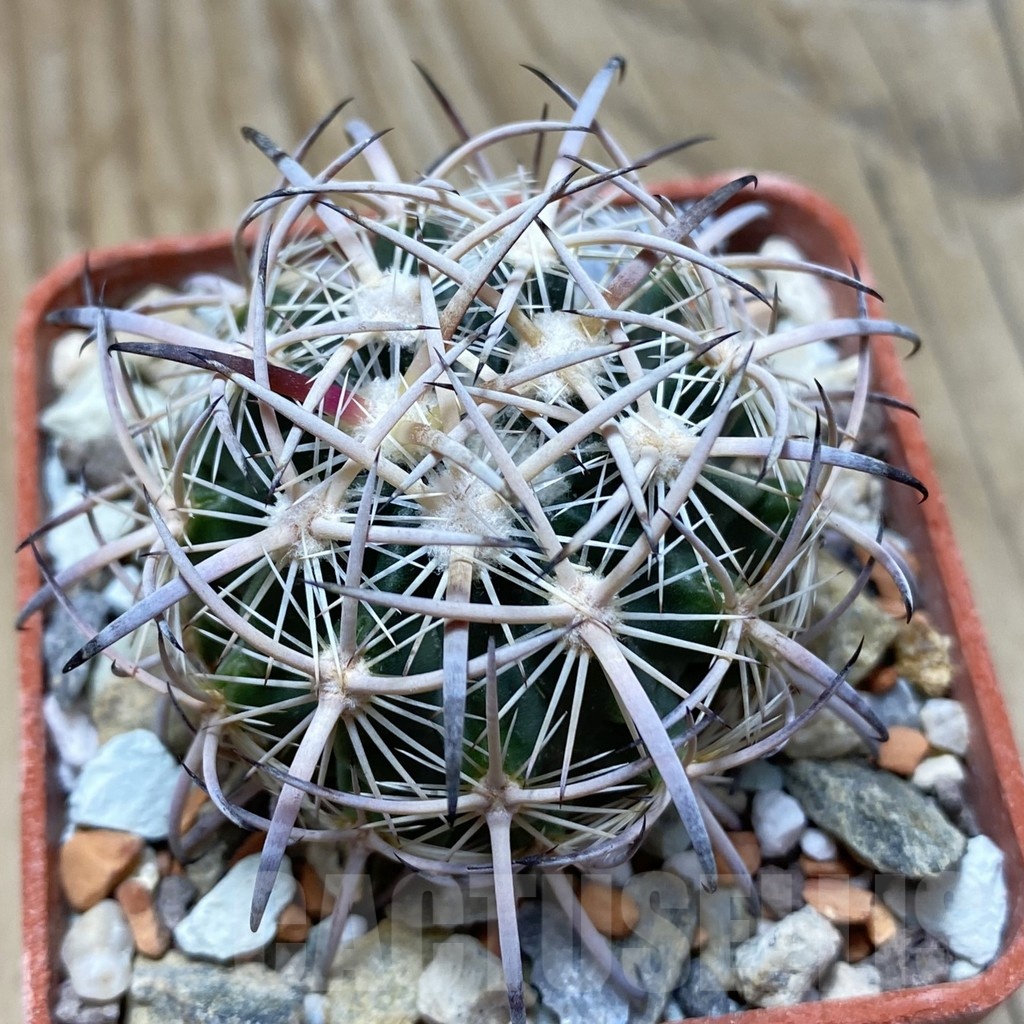 SH18144 Echinomastus laui JV 398, grafted