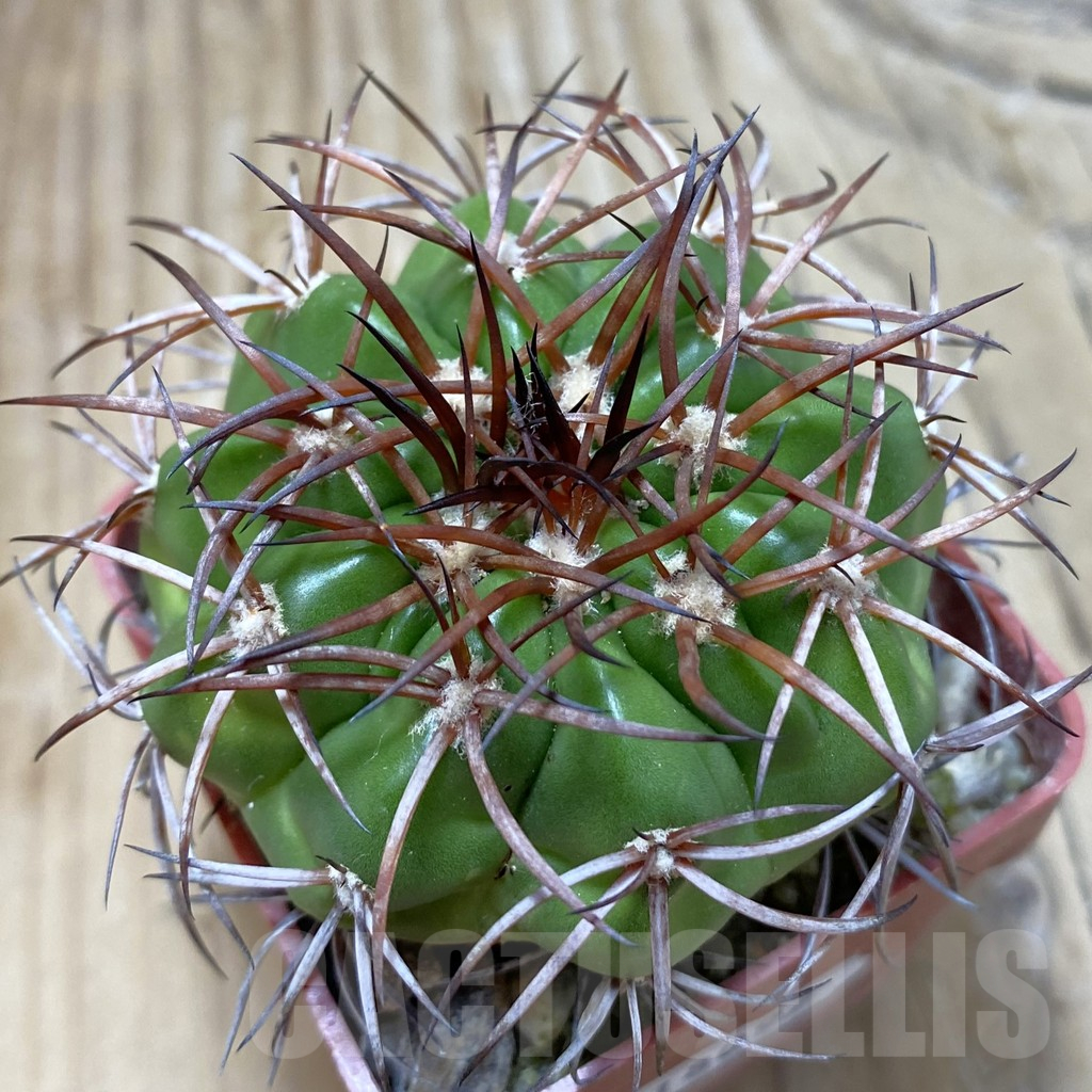 SH18097 Discocactus pugionacanthus MH615, own roots