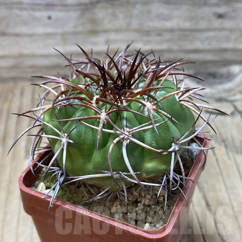 SH18097 Discocactus pugionacanthus MH615, own roots - Image 2