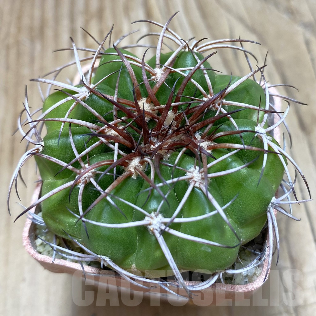 SH18098 Discocactus pugionacanthus MH615, own roots