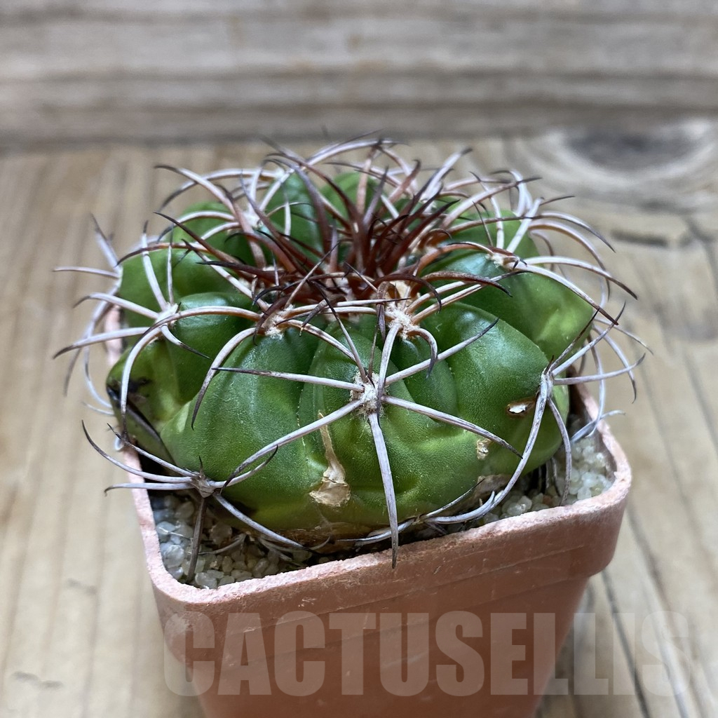 SH18098 Discocactus pugionacanthus MH615, own roots - Image 2