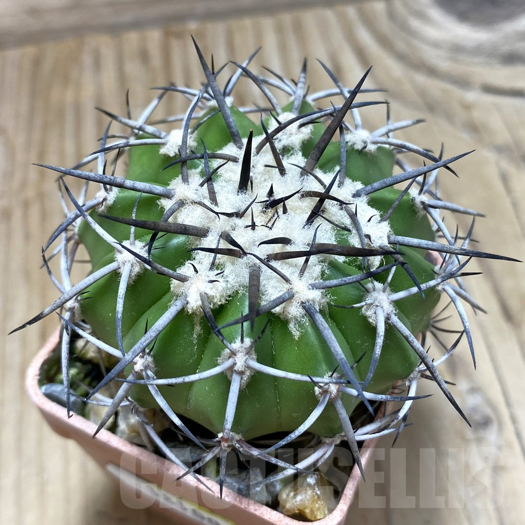SH18100 Discocactus alteolens MH587 -Buena Vista-,own roots