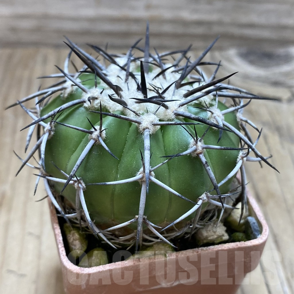SH18100 Discocactus alteolens MH587 -Buena Vista-,own roots - Image 2