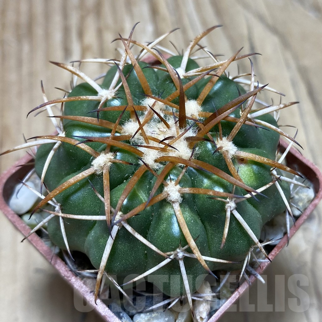 SH18103 Discocactus sp. North-West cavalcante MH 765, own roots