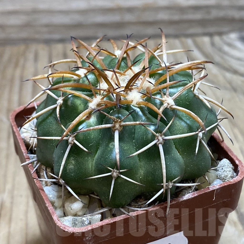 SH18103 Discocactus sp. North-West cavalcante MH 765, own roots - Image 2