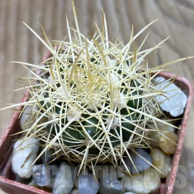 SH18118 Discocactus zehntneri MH 835, own roots