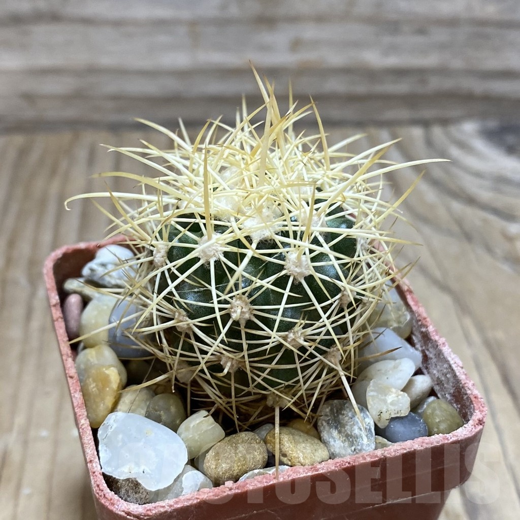 SH18118 Discocactus zehntneri MH 835, own roots - Image 2