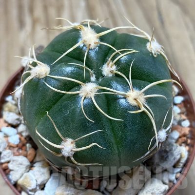 SH18260 Gymnocalycium denudatum 'Jan Suba'