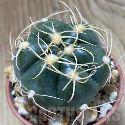 SH18262 Gymnocalycium denudatum