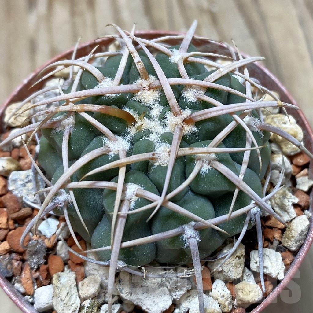 SH18265 Gymnocalycium vatteri LAV 516
