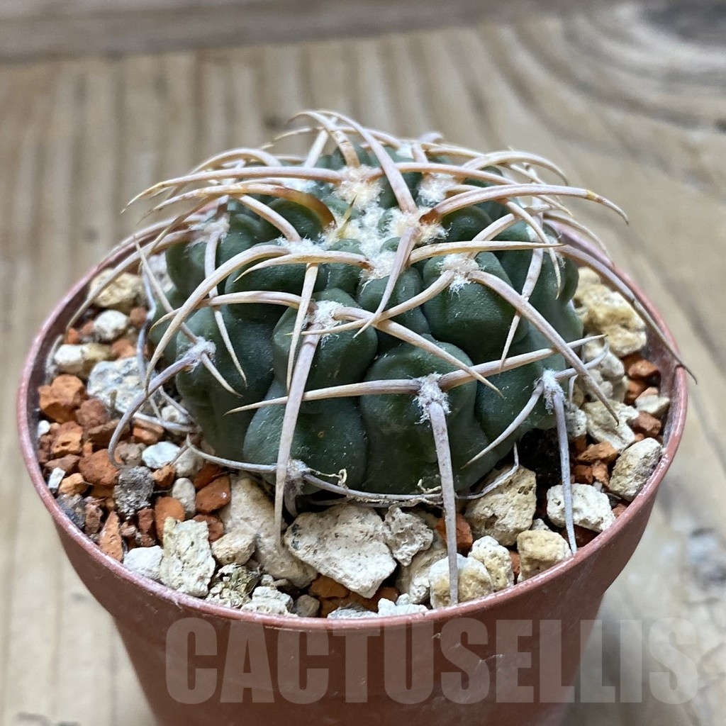 SH18265 Gymnocalycium vatteri LAV 516 - Image 2